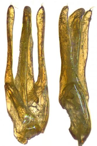 Réf. 279 661 : Limnius perrisi